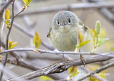 Ruby-crowned Kinglet