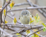 Ruby-crowned Kinglet