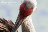 Sandhill Crane Heart