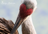 Sandhill Crane Heart