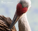 Sandhill Crane Heart