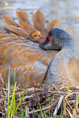 Sandhill Crane with Wind