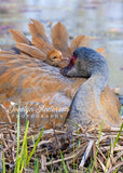 Sandhill Crane with Wind