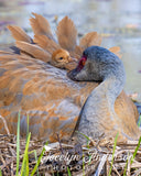 Sandhill Crane with Wind