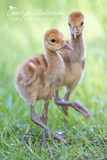 Sandhill Crane Colts Walking Together