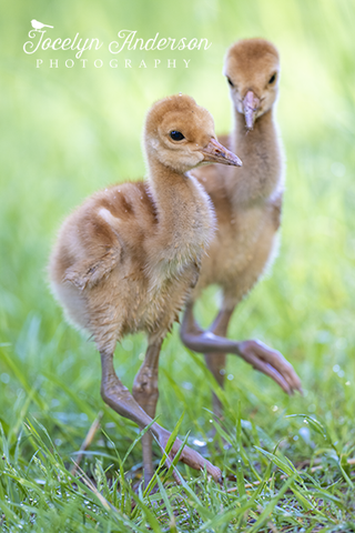 Sandhill Crane Colts Walking Together