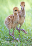 Sandhill Crane Colts Walking Together