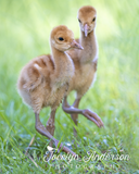 Sandhill Crane Colts Walking Together