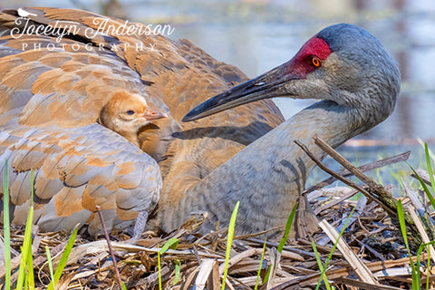 Sandhill Crane Colt Tucked In