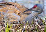 Sandhill Crane Colt Tucked In