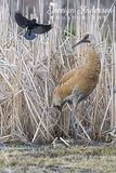 Sandhill Crane with Red-winged Blackbird