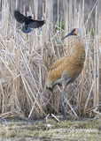 Sandhill Crane with Red-winged Blackbird