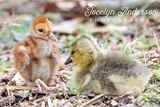 Sandhill Crane Family with Adopted Gosling