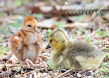 Sandhill Crane Family with Adopted Gosling