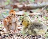 Sandhill Crane Family with Adopted Gosling