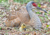 Sandhill Crane Family with Adopted Gosling