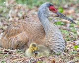 Sandhill Crane Family with Adopted Gosling