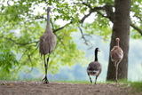 Sandhill Crane Family with Adopted Gosling