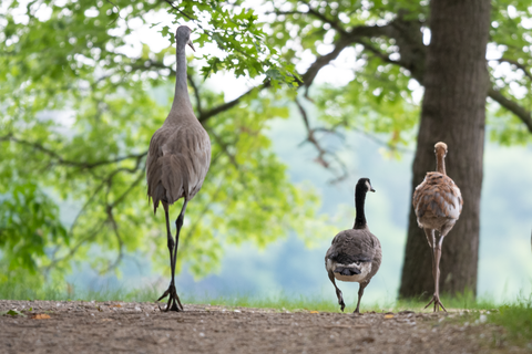 Sandhill Crane Family with Adopted Gosling