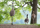 Sandhill Crane Family with Adopted Gosling