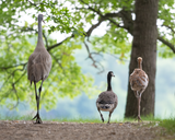 Sandhill Crane Family with Adopted Gosling