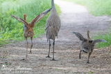 Sandhill Crane Family with Adopted Gosling