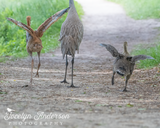 Sandhill Crane Family with Adopted Gosling