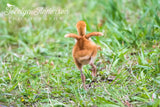 Sandhill Crane colt