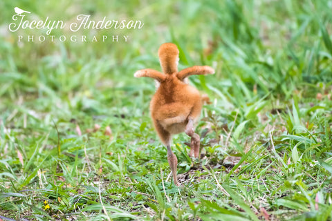 Sandhill Crane colt