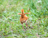 Sandhill Crane Colt Stretching His Tiny Wings