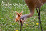 Sandhill Cranes