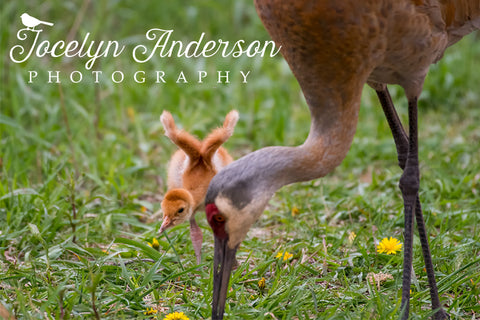 Sandhill Cranes