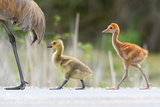 Sandhill Crane Family with Adopted Gosling