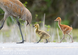 Sandhill Crane Family with Adopted Gosling