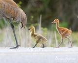 Sandhill Crane Family with Adopted Gosling