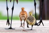 Sandhill Crane Family with Adopted Gosling