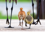 Sandhill Crane Family with Adopted Gosling