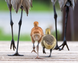 Sandhill Crane Family with Adopted Gosling