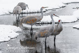Sandhill Cranes