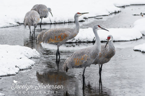 Sandhill Cranes