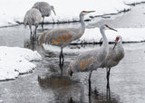 Sandhill Cranes in River