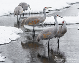 Sandhill Cranes in River