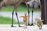 Sandhill Crane Family with Adopted Gosling