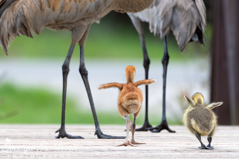 Sandhill Crane Family with Adopted Gosling