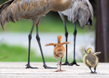 Sandhill Crane Family with Adopted Gosling