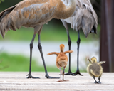 Sandhill Crane Family with Adopted Gosling