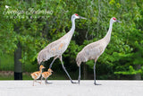 Sandhill Cranes