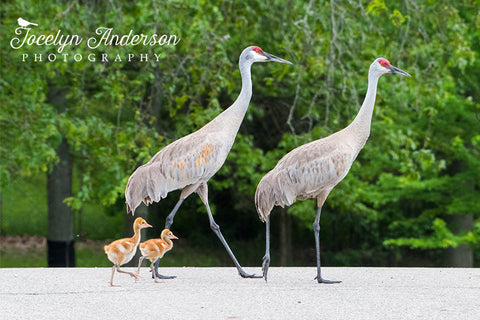 Sandhill Cranes