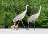 Sandhill Crane Family Crossing Road