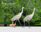 Sandhill Crane Family Crossing Road